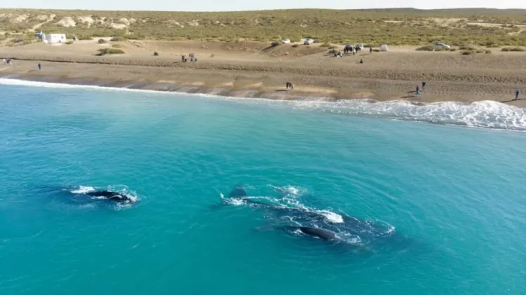 Puerto Madryn: Ballenas y Playas para un Viaje Salvaje a la Patagonia desde Paraguay con la Familia